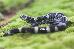 Ambystoma annulatum Ambystoma annulatum