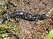 Plethodon albagula