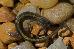 Plethodon angusticlavius Plethodon angusticlavius