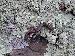 Plethodon angusticlavius Plethodon angusticlavius