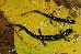 Plethodon caddoensis Plethodon caddoensis