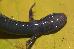 Plethodon sequoyah