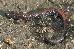 Plethodon serratus Plethodon serratus