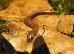 Plethodon serratus