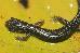 Plethodon caddoensis Plethodon caddoensis
