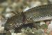Triturus alpestris apuanus Triturus alpestris apuanus