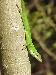 Anolis carolinensis carolinensis