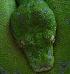 Morelia Viridis Sorong