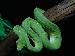 Morelia Viridis Sorong MVFK-04-01