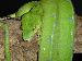 Morelia Viridis Sorong