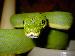 Morelia Viridis Sorong