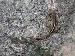 Anolis sagrei Anolis sagrei