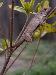 Anolis sagrei Anolis sagrei