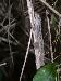 Anolis sagrei Anolis sagrei
