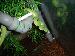 Morelia Viridis Morelia Viridis