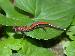 Plethodon cinereus Plethodon cinereus
