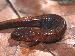 Plethodon websteri Plethodon websteri
