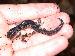 Plethodon variolatus