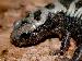 Ambystoma opacum