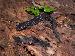 Plethodon chlorobryonis