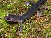 Plethodon jordani