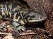 Ambystoma tigrinum mavortium