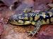 Ambystoma tigrinum tigrinum