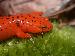 Pseudotriton ruber schencki