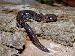 Plethodon cinereus