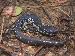 Plethodon chlorobryonis