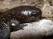 Ambystoma talpoidium