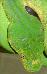 Morelia Viridis High Yellow Morelia Viridis High Yellow