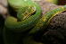 Morelia Viridis HY