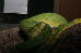 Morelia Viridis HY