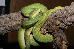 Morelia Viridis HY