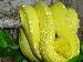 Morelia Viridis High Yellow