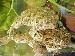 Bufo occidentalis