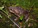 Bufo marinus