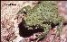Melanophryniscus cambaraensis Melanophryniscus cambaraensis