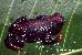 Melanophryniscus dorsalis Melanophryniscus dorsalis