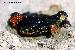 Melanophryniscus tumifrons Melanophryniscus tumifrons