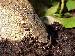 Bufo spec. Bufo spec.