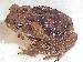 Bufo marinus Bufo marinus