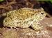 Bufo occidentalis