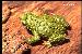 Melanophryniscus cambaraensis Melanophryniscus cambaraensis