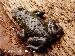 Melanophryniscus macrogranulosus Melanophryniscus macrogranulosus