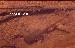 Melanophryniscus devincenzii Melanophryniscus devincenzii