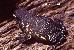Melanophryniscus montevidensis Melanophryniscus montevidensis