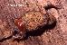 Melanophryniscus pachyrhynus Melanophryniscus pachyrhynus
