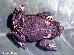 Melanophryniscus tumifrons Melanophryniscus tumifrons